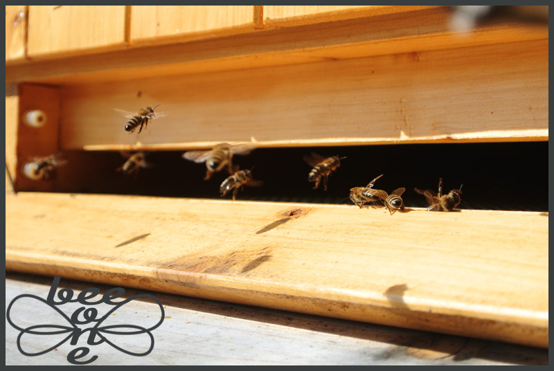 Letošní oddělky a jejich prolety